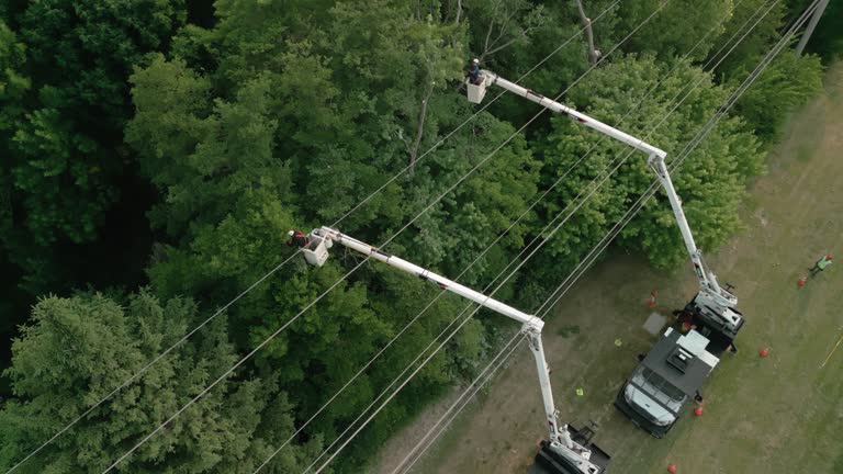 Best Hazardous Tree Removal  in Dorneyville, PA